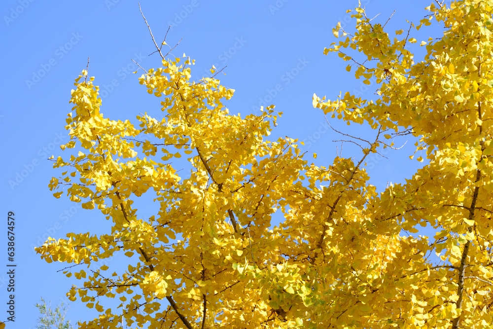 Fototapeta premium 黄色く色づいたイチョウの葉と青空