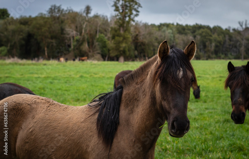 horses in the field © n_photograph_c