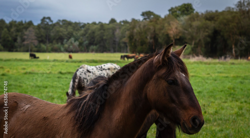 horses in the field