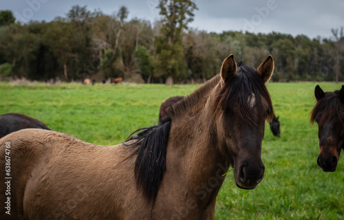 horses in the field © n_photograph_c