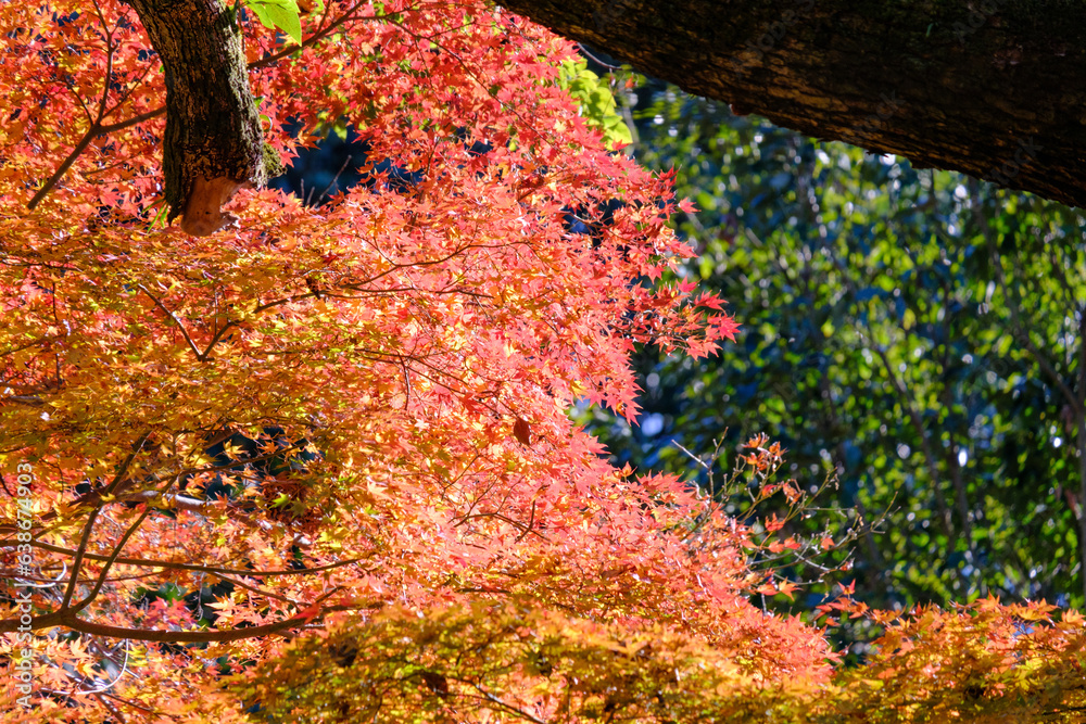 赤や黄色やオレンジ色に紅葉した秋の庭園