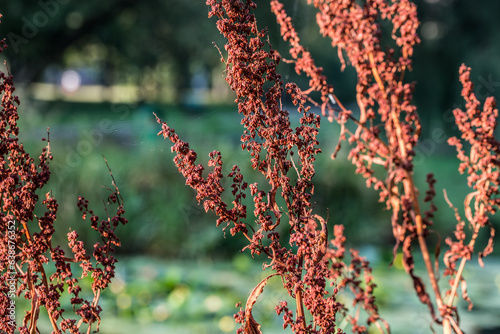 Rumex crispus, curly dock flowers closeup selective focus photo