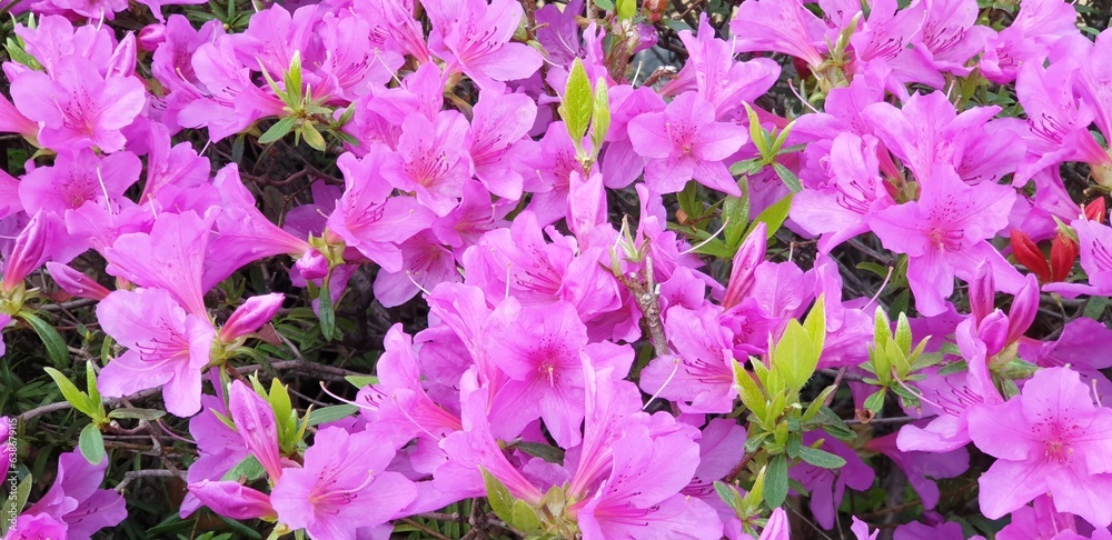 Rhododendron, 만개한 핑크 철쭉, 봄 꽃