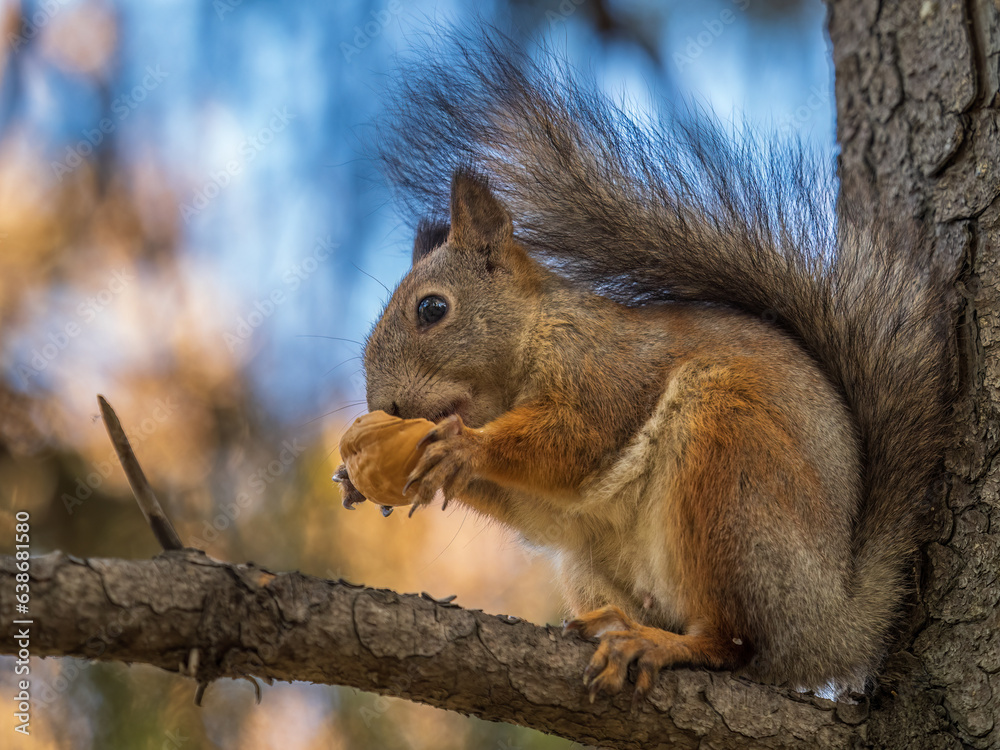 The squirrel with nut sits on tree in the autumn. Eurasian red squirrel, Sciurus vulgaris.