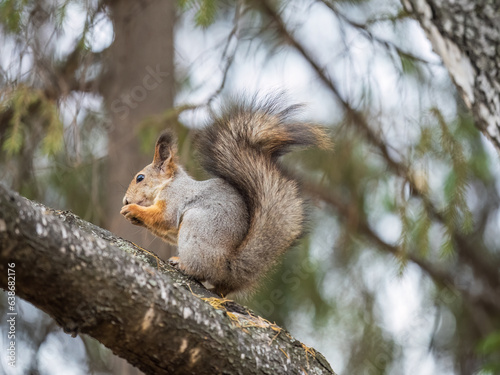 The squirrel with nut sits on tree in the autumn. Eurasian red squirrel, Sciurus vulgaris. © Dmitrii Potashkin