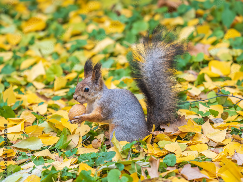 Autumn squirrel with nut sits on green grass with fallen yellow leaves Autumn squirrel with nut sits on green grass with fallen yellow leaves