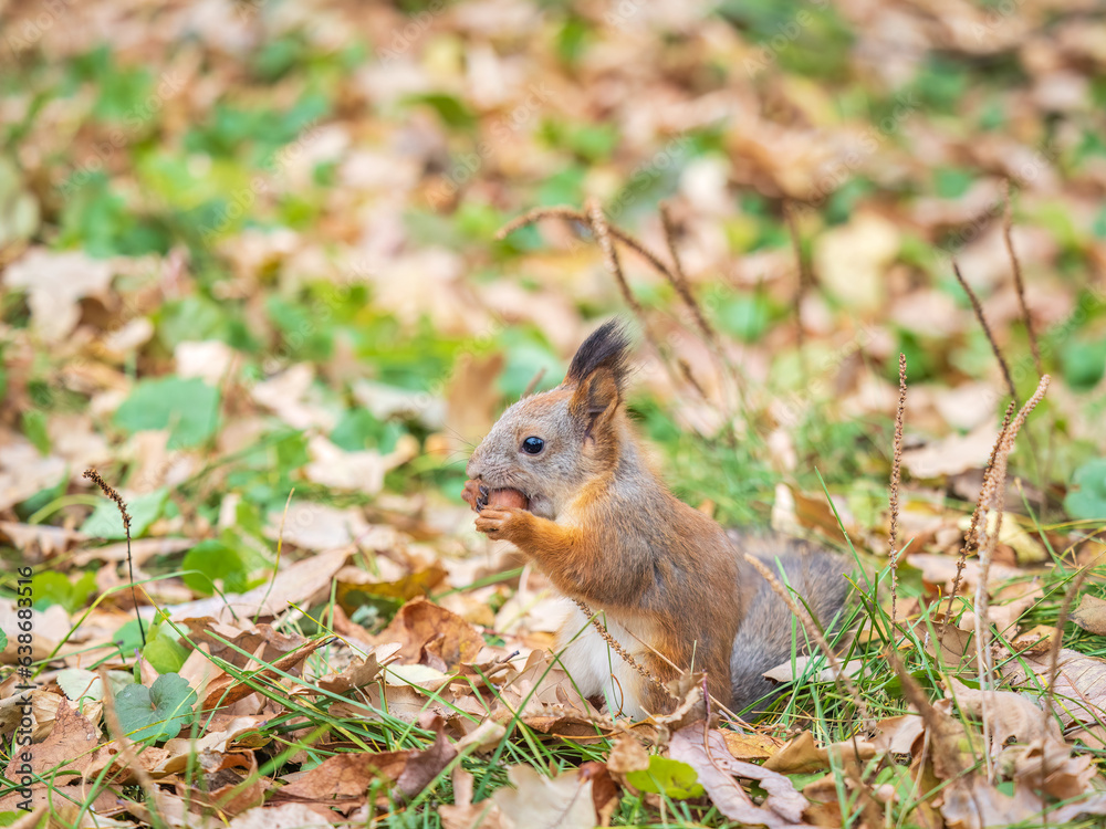Autumn squirrel with nut sits on green grass with fallen yellow leaves Autumn squirrel with nut sits on green grass with fallen yellow leaves