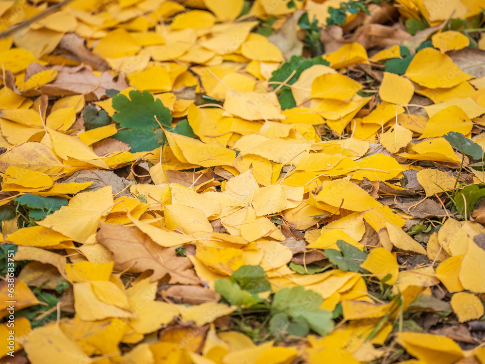 Orange and yellow fallen leaves in the sunlight. Orange and yellow fallen leaves in the sunlight.