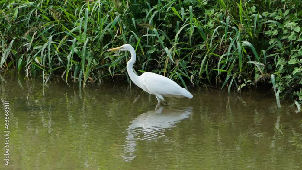 Eastern Great Egret (Ardea alba modesta), or White Heron Bird Walking Foraging in A Shallow Pond Water by Green Bushes Eastern Great Egret (Ardea alba modesta), or White Heron Bird Walking Foraging in A Shallow Pond Water by Green Bushes
