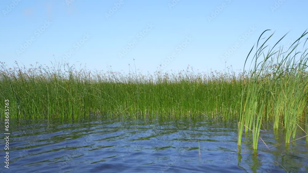 Wind bows reeds in lake water on a sunny day early in the morning Wind bows reeds in lake water on a sunny day early in the morning