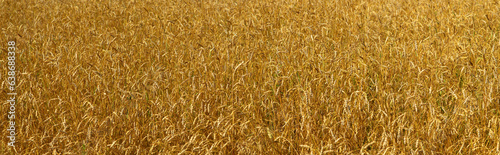 Golden wheat field  natural backgrounds  panoramic