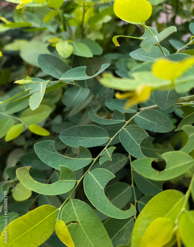 Selective focus. Mangsian plant macro photo with blurred background. Mangsian is a species of weed that belongs to the genus Phyllanthus. 
 photo