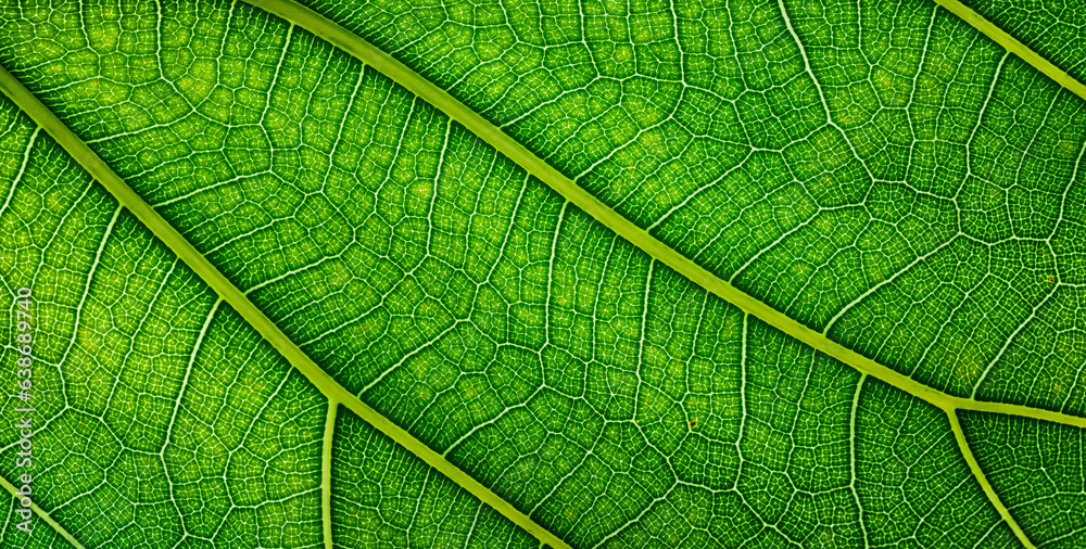 Obraz premium background natural texture green foliage, leaf macro structure