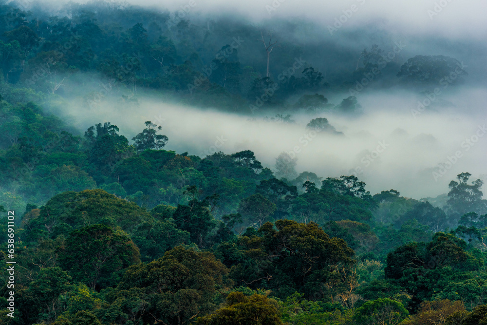 misty morning in the mountains of tropical forest