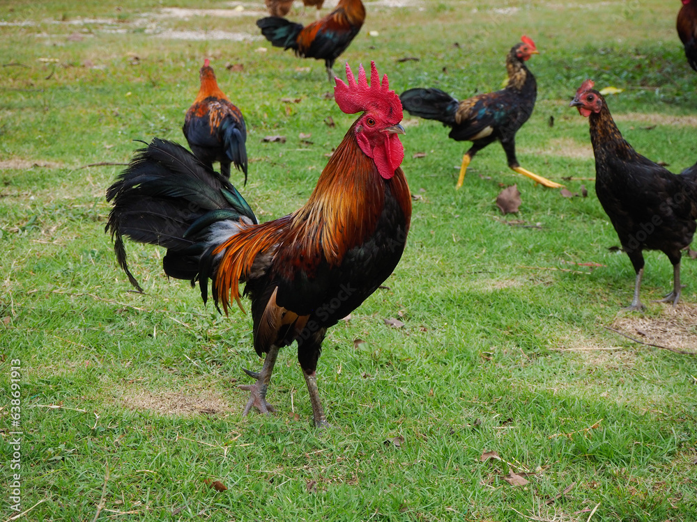 Fototapeta premium Male bantams walk, exercise and forage on the grass. standing on the lawn.