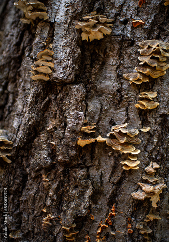 Mushrooms growing on a log 