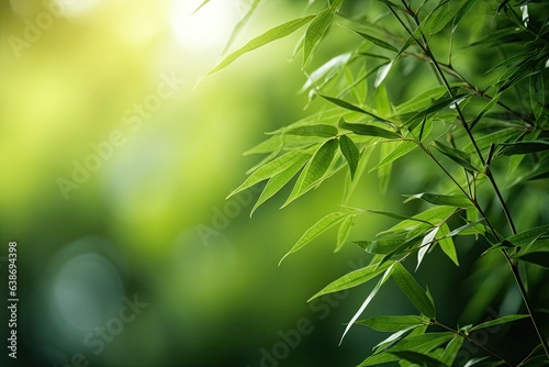 Fotografia Bamboos green leaves and bamboo tree with bokeh in nature forest background