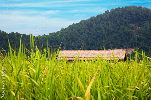 Reed Field and wooden roof. At Suncheonman Bay Ecological Park, Jeollanam-do, South Korea photo