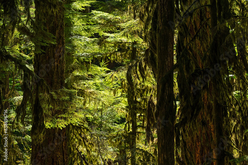 Cathedral Grove ancient forest close up, Macmillan provincial park, Vancouver Island, British Columbia, Canada. photo