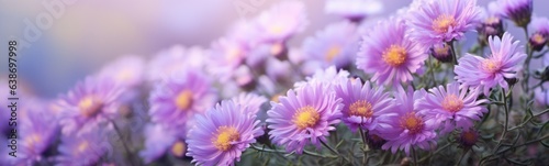 Asters flowers banner