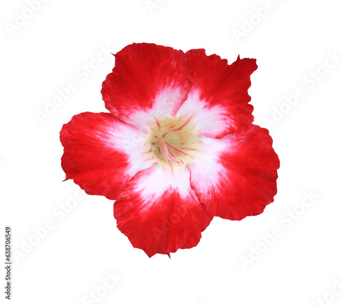Adenium or Desert rose or Mock Azalea or Pinkbignonia or Impala lily flower. Close up red single flower isolated on transparent background.