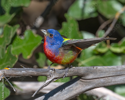 Painted Bunting Male © David McGowen
