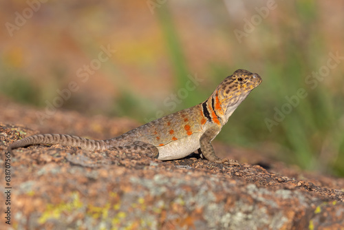 Female Collared Lizard