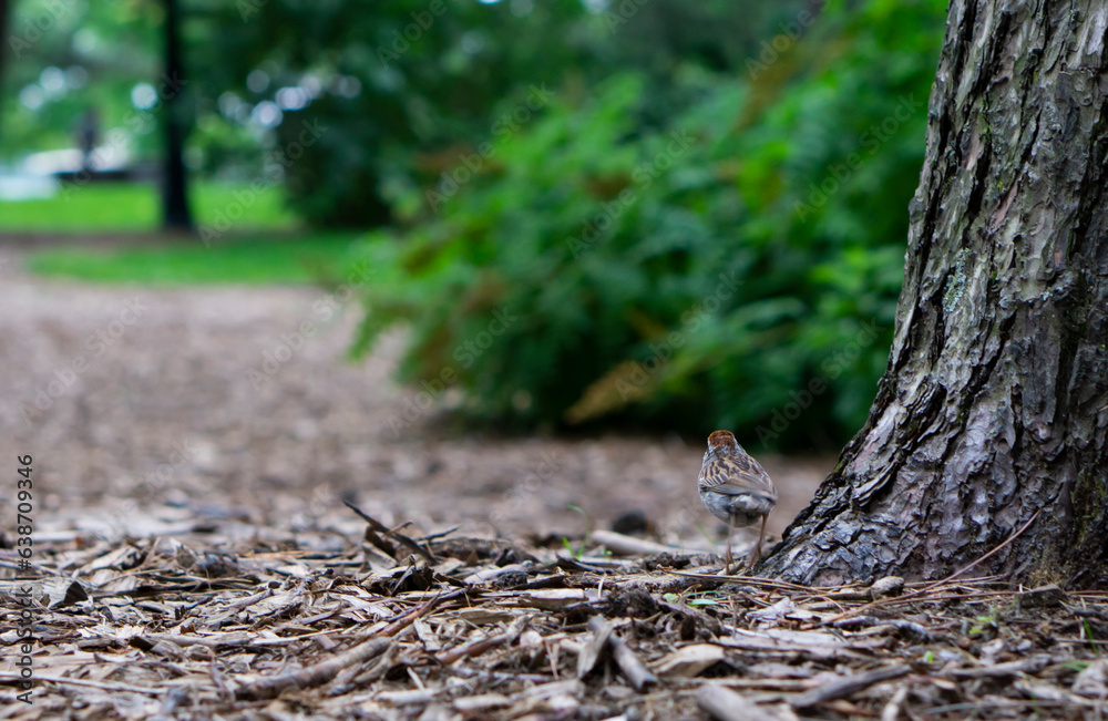 Tiny sparrow in the forest. Shot with selective focus Tiny sparrow in the forest. Shot with selective focus