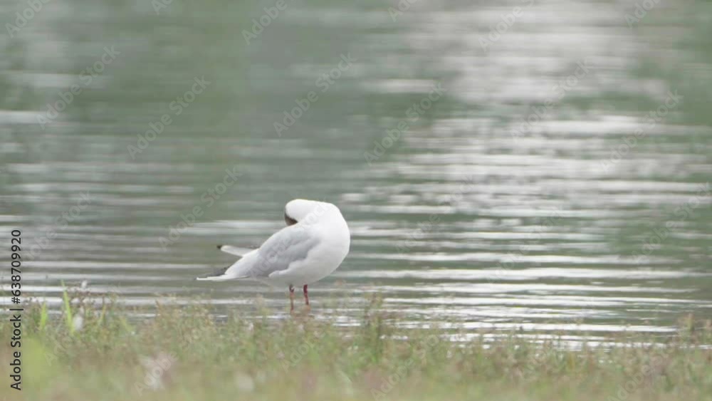 Black-headed Gull preening itself and looking around on water’s edge. Slow motion Black-headed Gull preening itself and looking around on water’s edge. Slow motion
