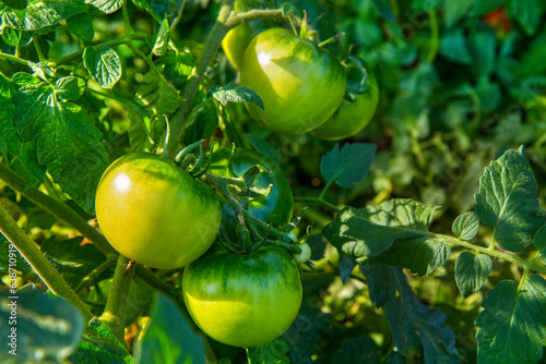 Wallpaper Mural Green tomatoes ripen on a bush in the garden. Growing on the farm vegetables. Natural tomatoes close-up. Torontodigital.ca