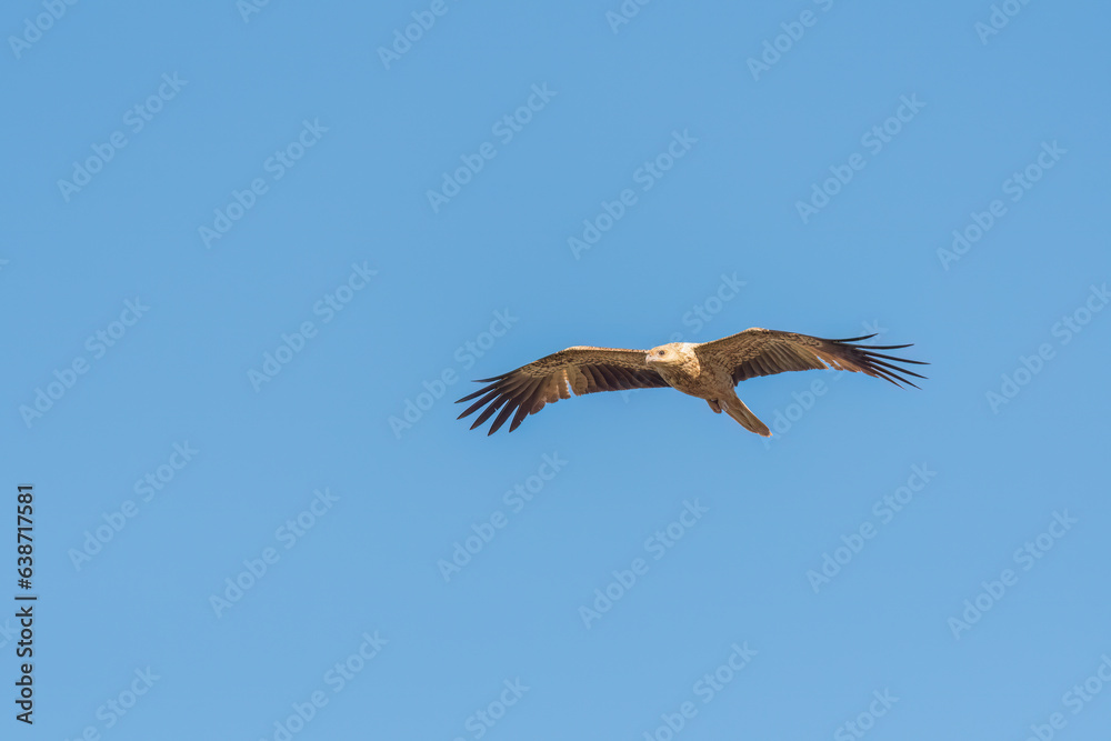 Fototapeta premium Whistling kite (Haliastur sphenurus ) in flight