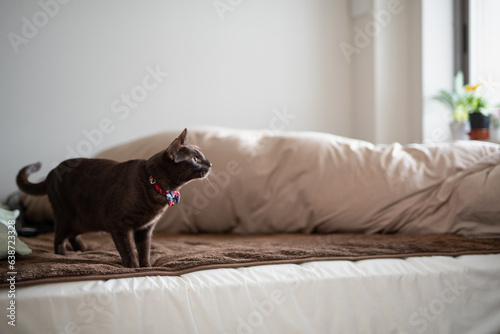 ベッドで遊ぶ猫 © monzenmachi
