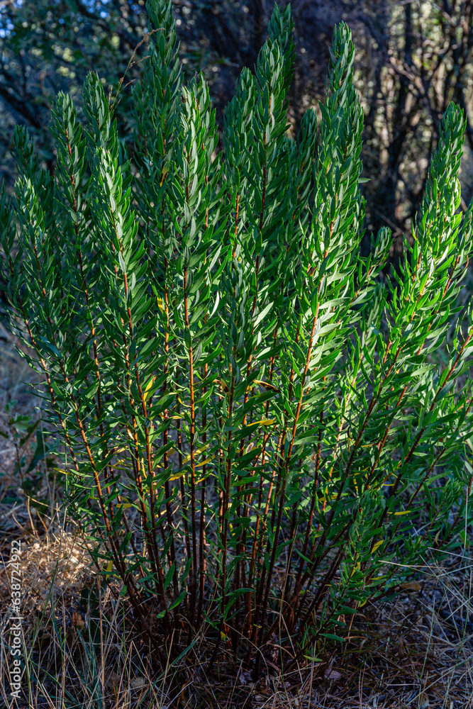 Fototapeta premium Daphne gnidium. Mezereon, plant with long stems covered in leaves.