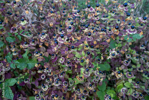 Atropa belladonna. Deadly nightshade plant with its shiny black berries. photo