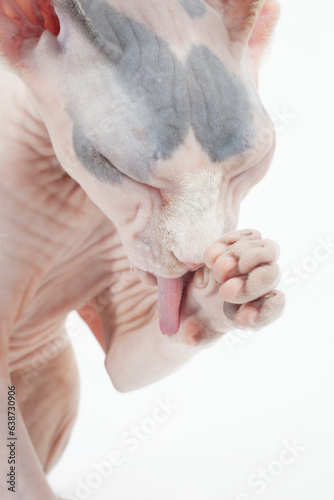 Hairless cat licking paw on white backdrop photo