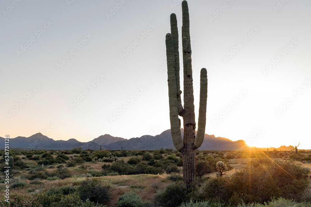 A saguaro cactus backlit by setting sun A saguaro cactus backlit by setting sun
