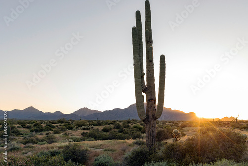 A saguaro cactus backlit by setting sun © Cavan