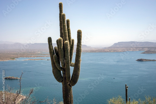 Saguaro cactus with many arms lake in background