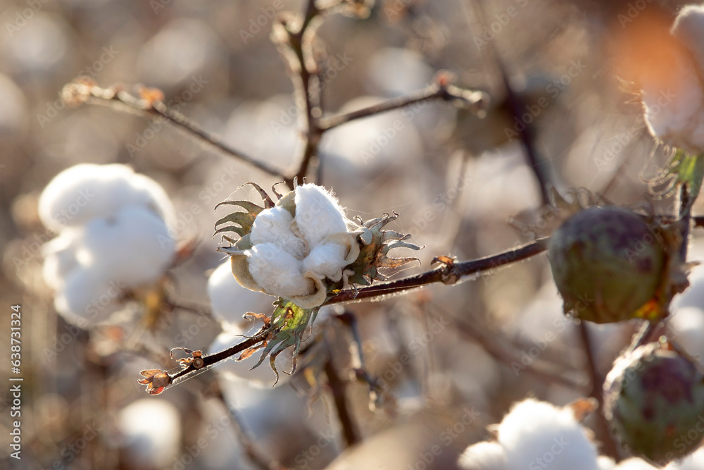 Cotton bolls opening up almost ready for harvest Cotton bolls opening up almost ready for harvest