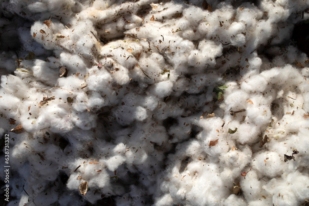 Close up detail of harvested cotton