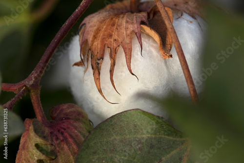 Картината върху платно Ready cotton boll waiting to be harvested