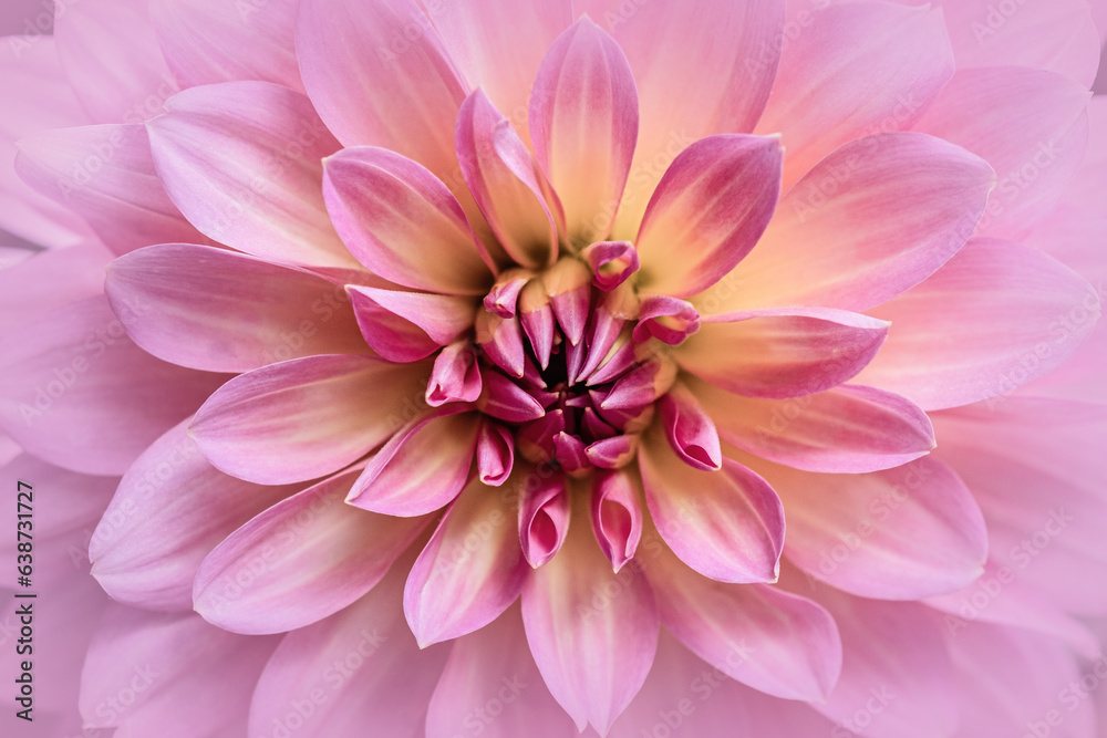 Macro shot of pink dahlia flower.