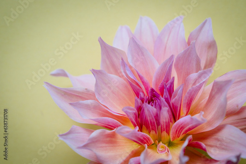 Detail of pink dahlia flower against yellow background.
