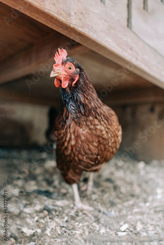Curious chicken looking at camera inside coop