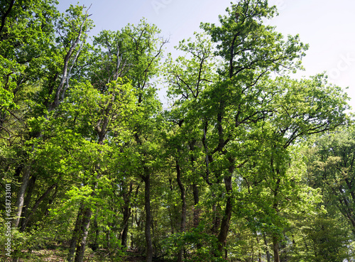 Schwarzwaldlandschaft. Rund um Raitbach (Schopfheim). Schmalere Wanderwege nach Sattelhof durch das angrenzende Waldgebiet gesäumt von hohen Buchen, Kiefern und Eichen
 photo