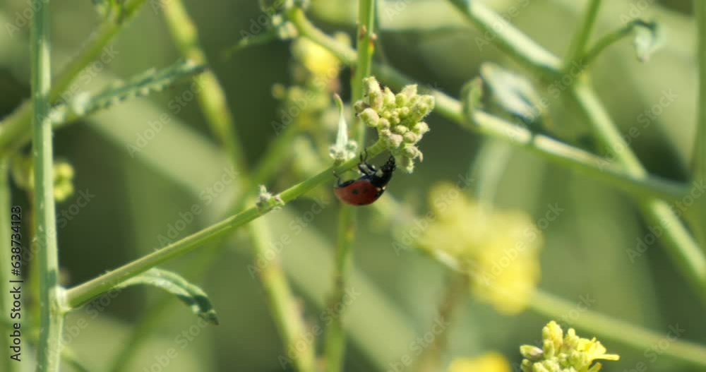 Ladybug walking on stem of plant in slow motion Ladybug walking on stem of plant in slow motion