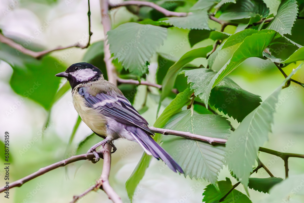 Obraz premium Birds frolic in the city