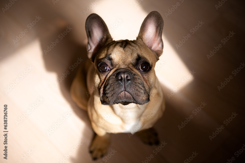 cute french bulldog puppy at home sitting on floor at sunlight
