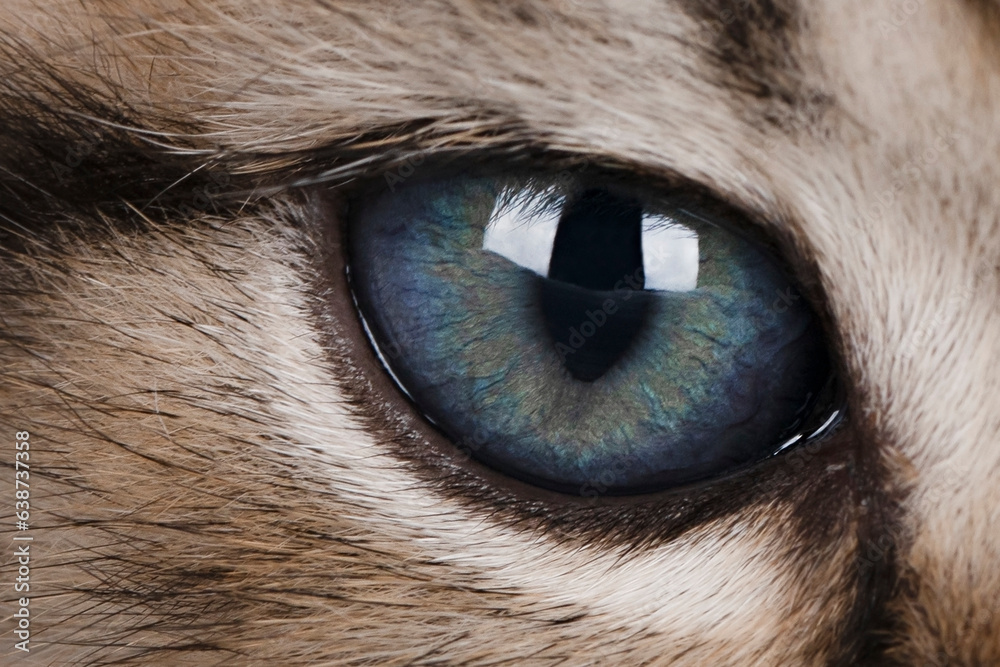 close up of a blue cats eye