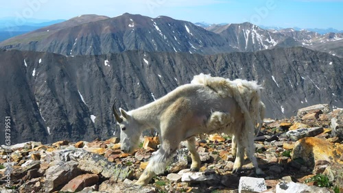 Cinematic adorable cute baby mountain goat sheep family playing at the top of mountain peak 14er Denver Colorado Mount Quandary Grays Torreys Breckenridge wildlife early morning blue sky Rockies photo